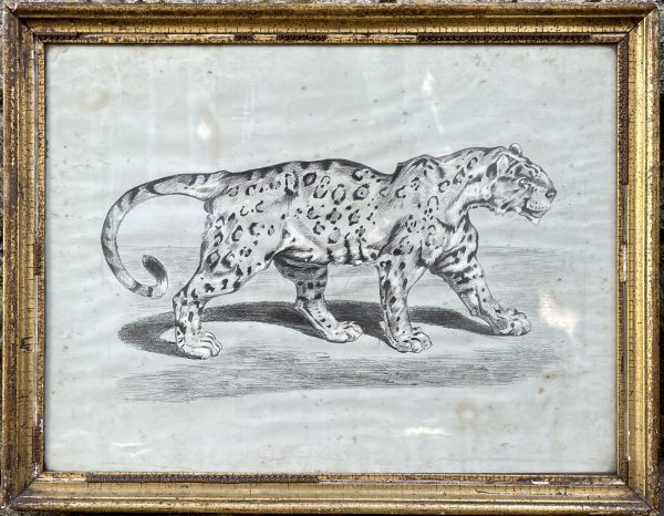 Regency Drawing of a Leopard
